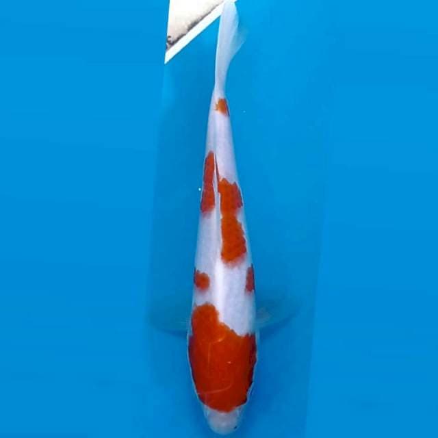 Kohaku, 17 cm