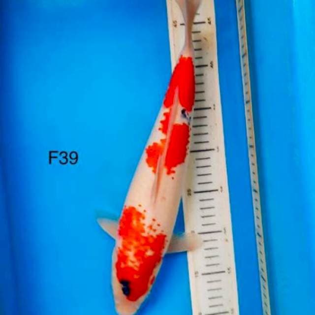 Sanke F39cm