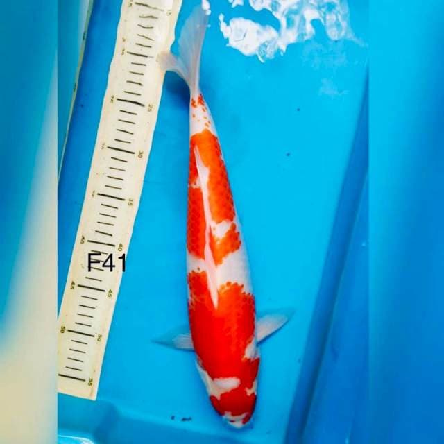 Kohaku calon jumbo F41cm