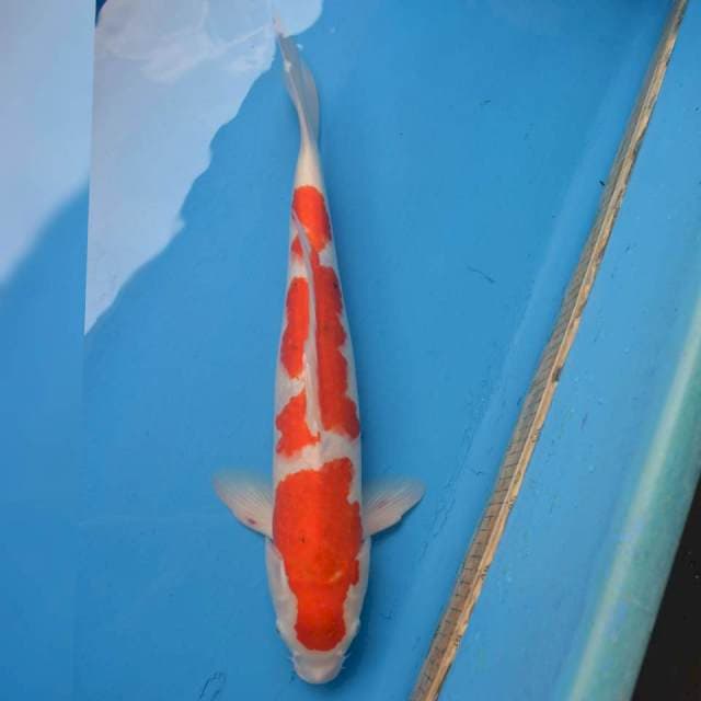 Jumbo Male Sanke