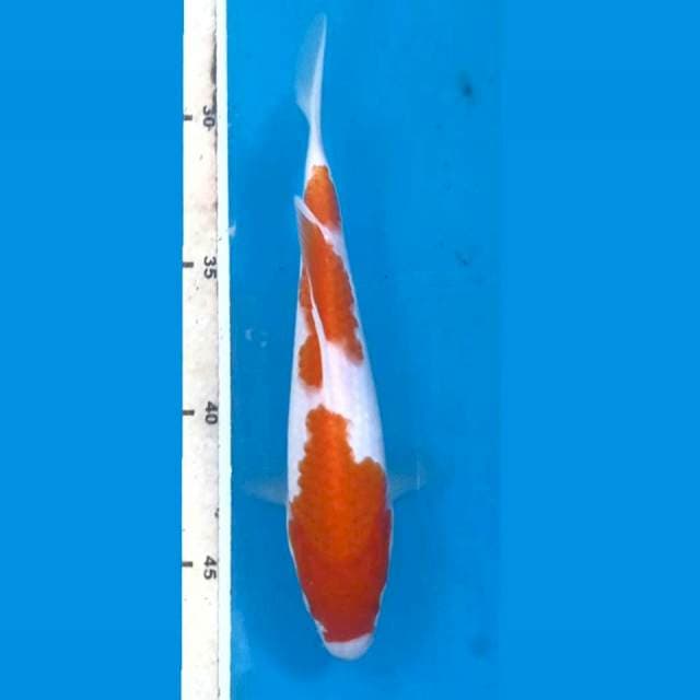Kohaku, 19 cm