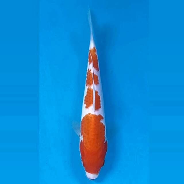 Kohaku, 17 cm