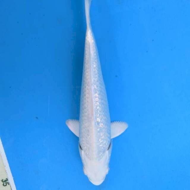 Platinum ginrin 19 cm