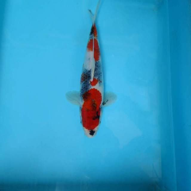 A. KATANA ~ EVOLUTION SHOWA,-
