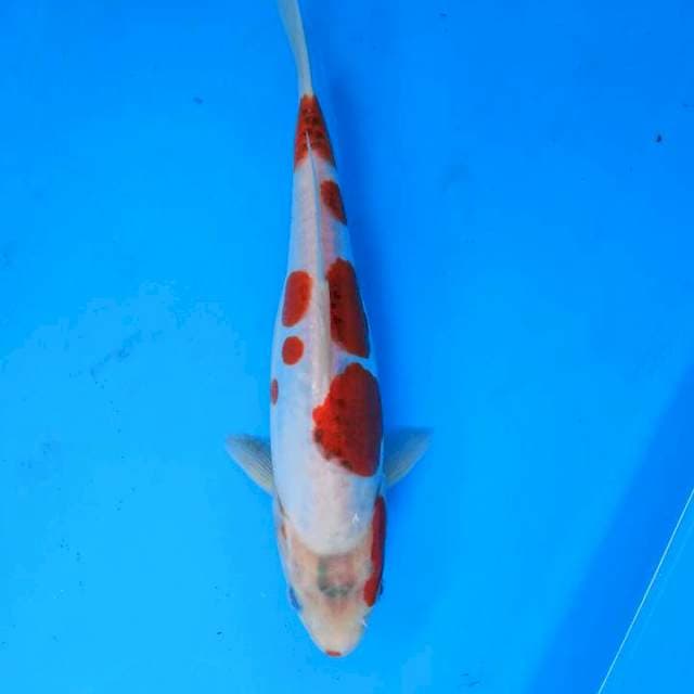 Aigoromo doitsu 24 cm