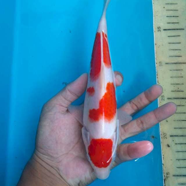Kohaku merah strong 23 cm