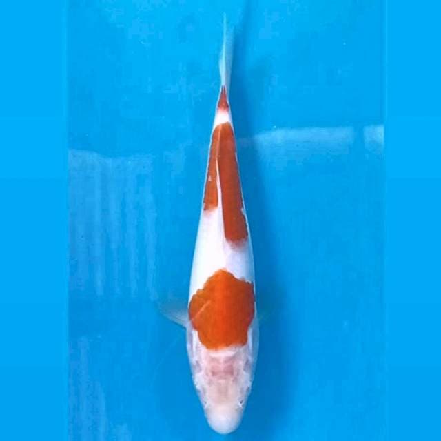 Kohaku, 17 cm
