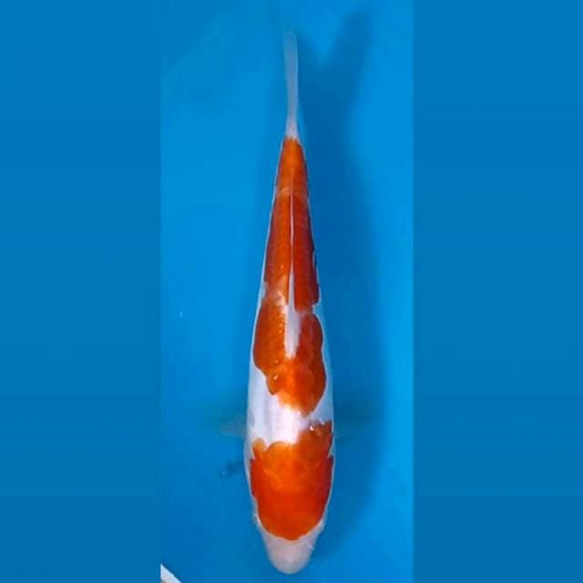 Kohaku doitsu, 18 cm