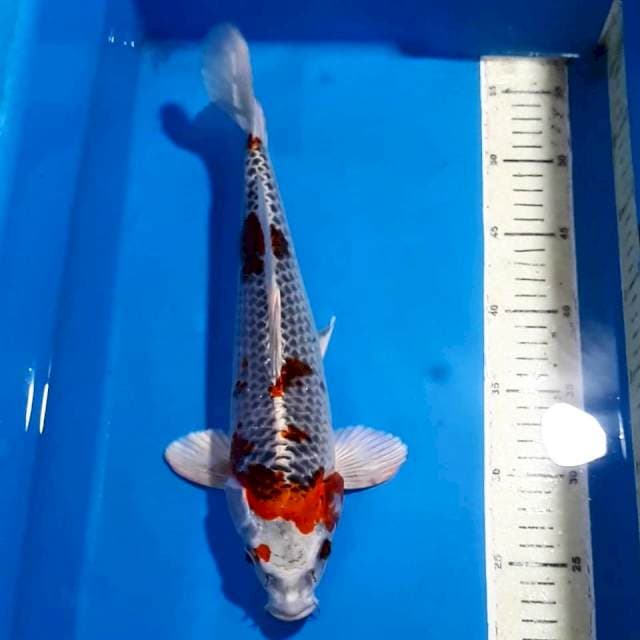 KUJAKU 32 CM 