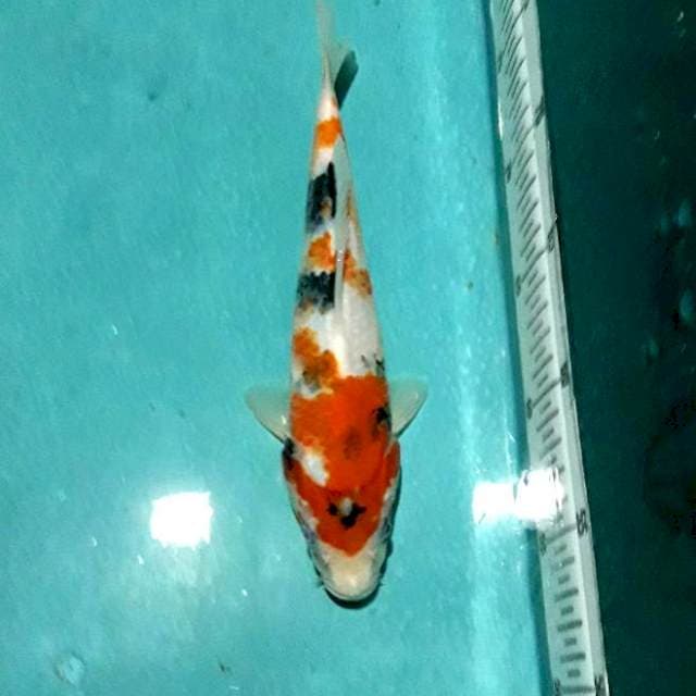 Showa 