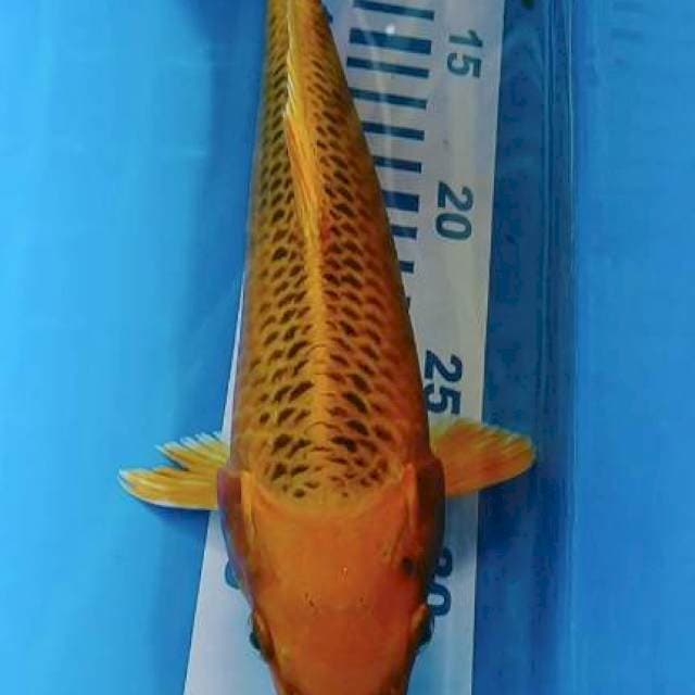 MATsuba 27cm