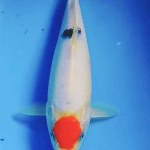 Tanco sanke 26cm