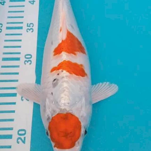 Maruten kojaku 30cm