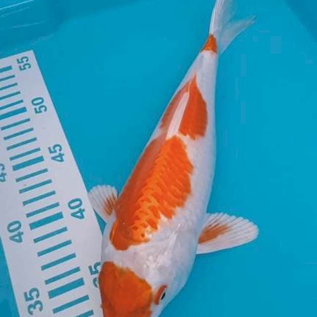 Hikarimono 30cm