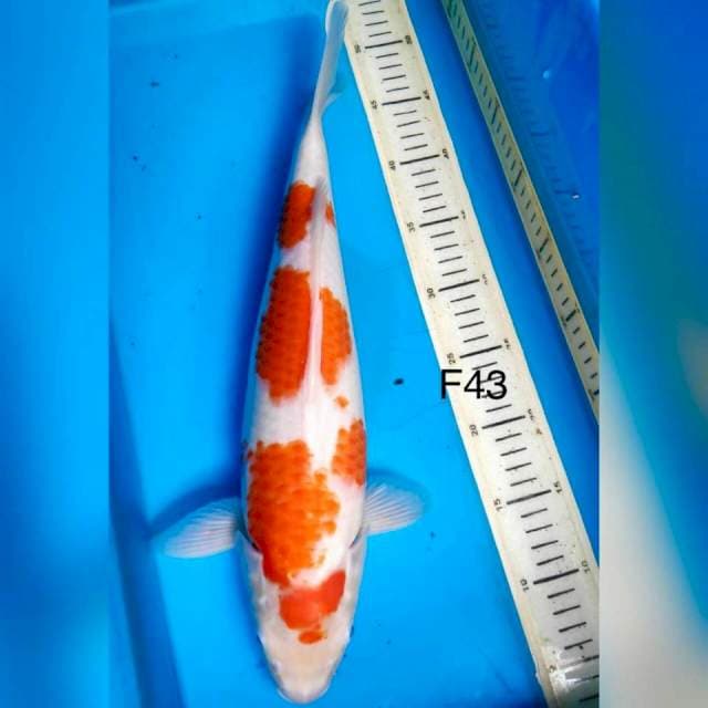 Kohaku calon jumbo F43cm