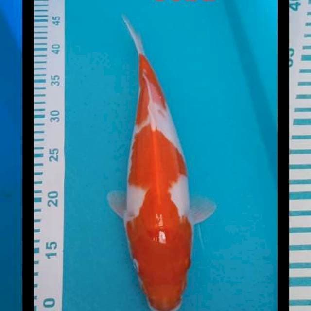 Kohaku 35cm