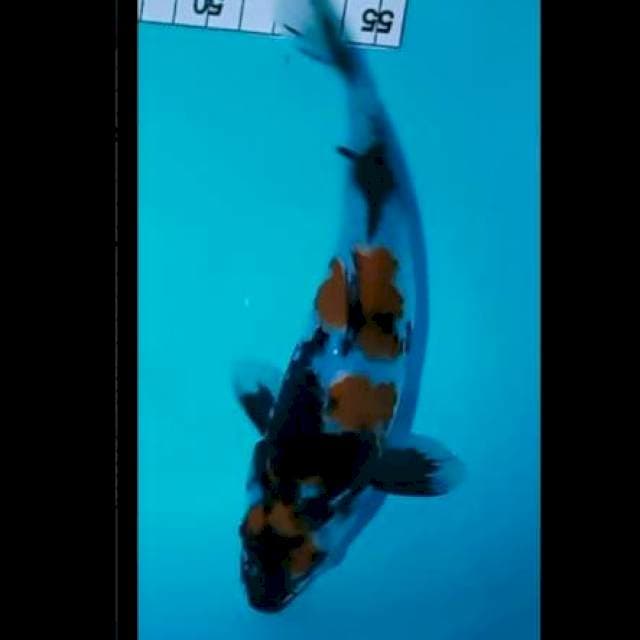 Maruten Showa 19 cm