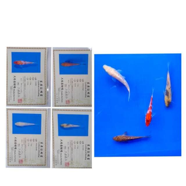Mix Import Serti Otsuka 