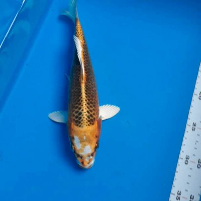Kujaku 26cm