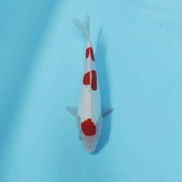 CEPLOK 3