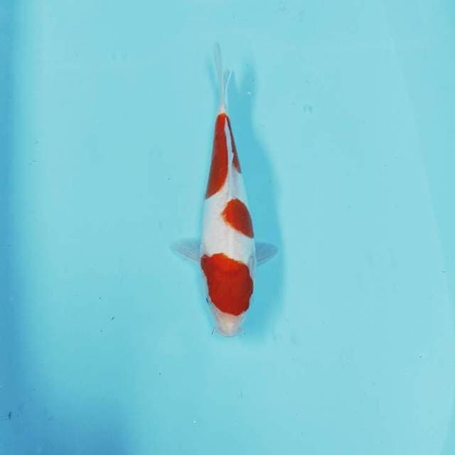 CEPLOK 3