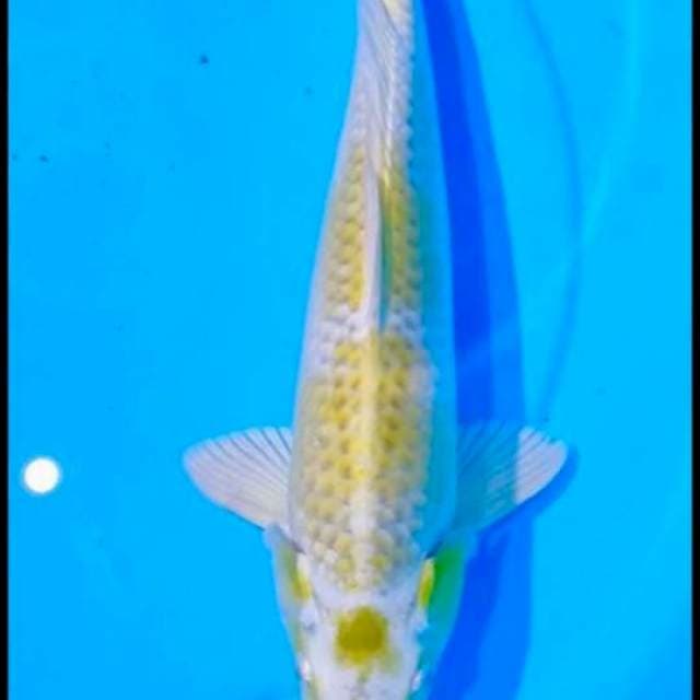Hariwake 37cm