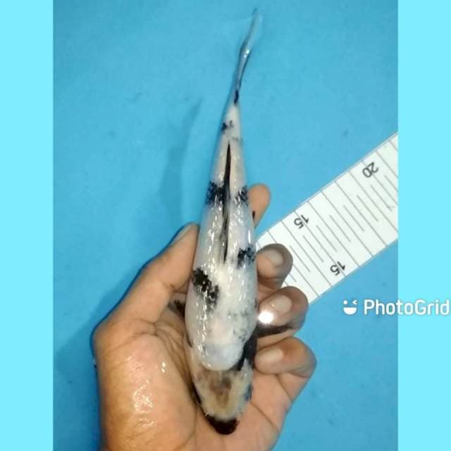 Shiro ginrin 20cm betina