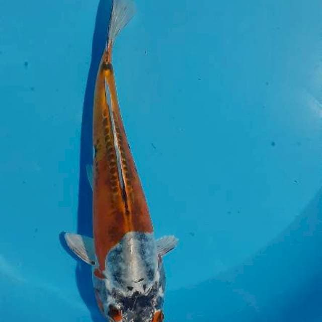 Kiko 1