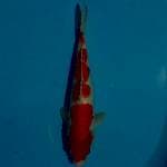 Kohaku 23 cm