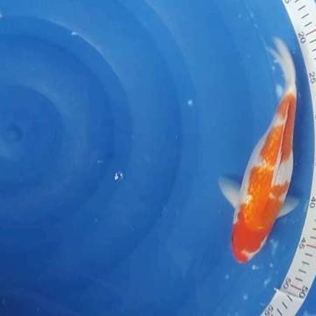 KOHAKU GINRIN SHORT BODY