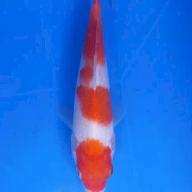 Kohaku original