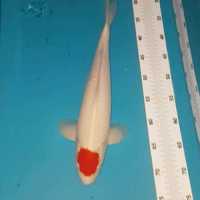Tancho kohaku 