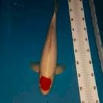 Tancho kohaku 