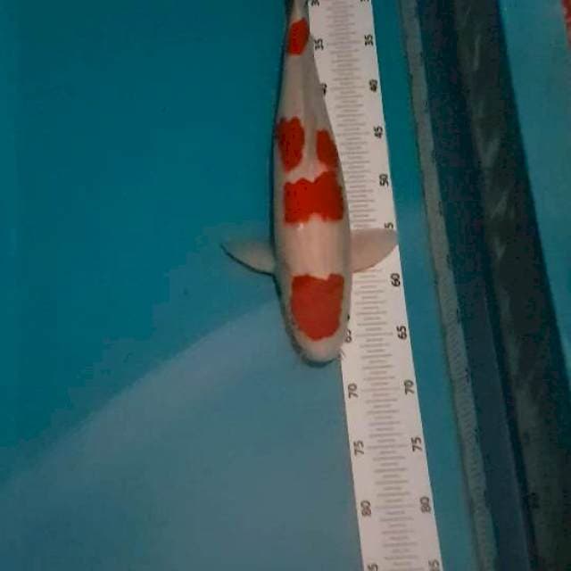 SQ kohaku