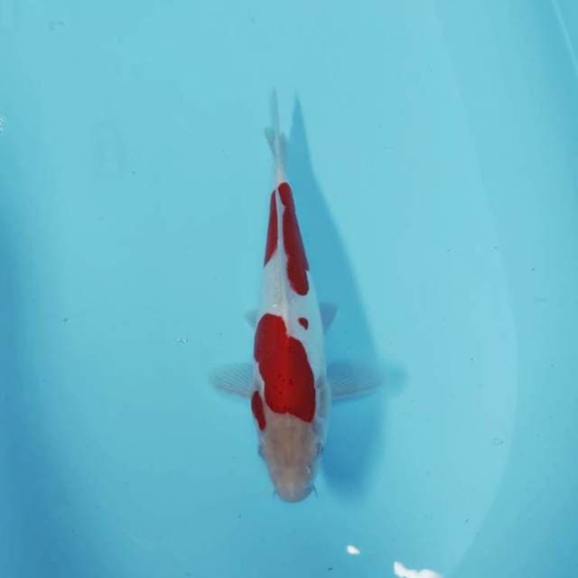KOHAKU