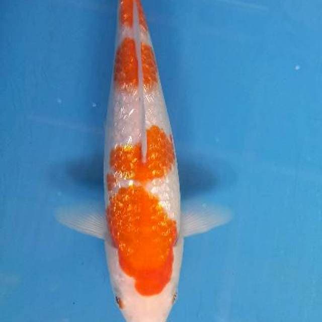 Kohaku ginrin 25BU