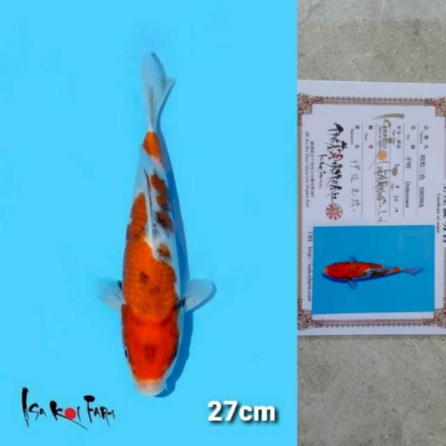 Isa Showa 27cm certi