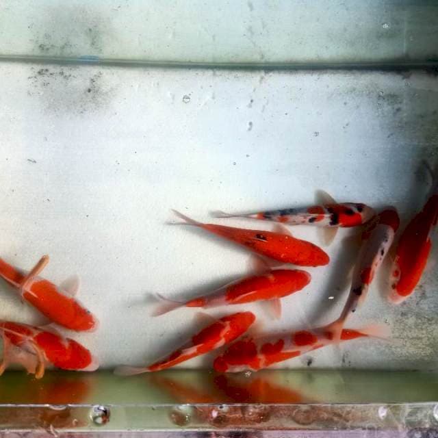 Paket Pilihan Kohaku Sanke