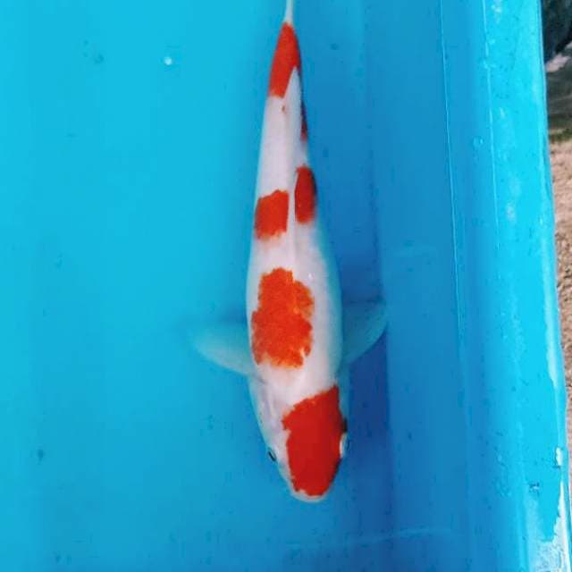 Kohaku 30BU
