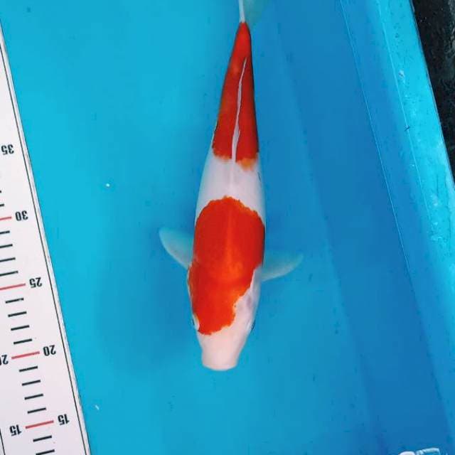 Nidan Kohaku 31cm