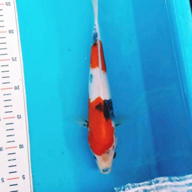 Showa 31cm