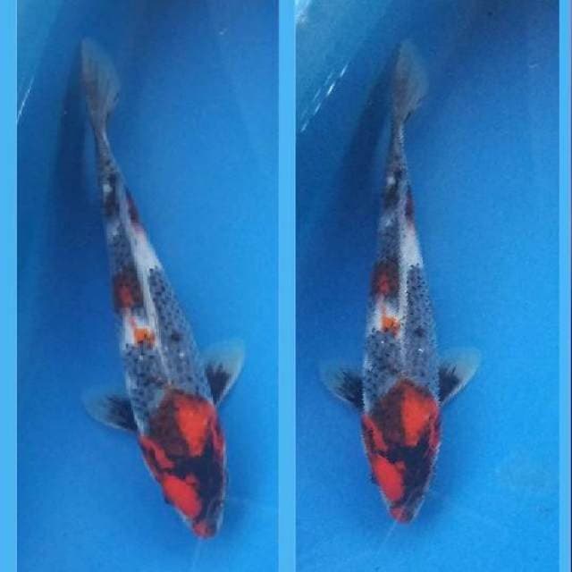 showa tategoi 18cm