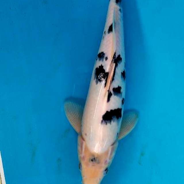 Bekko 30cm