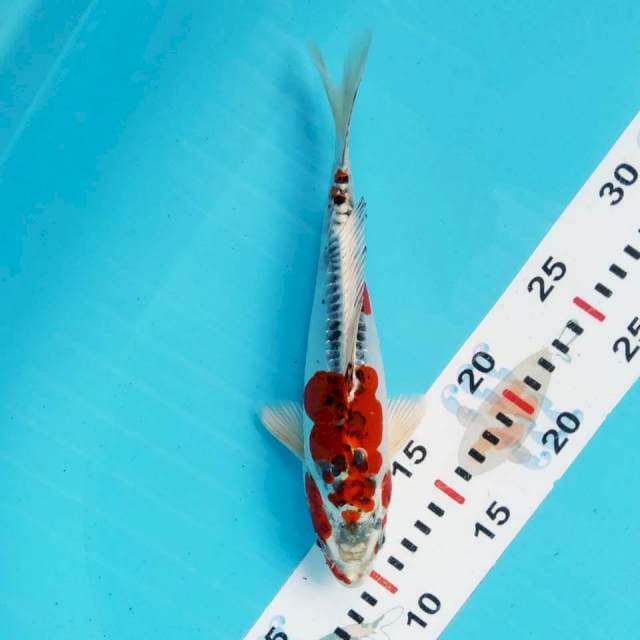 Kiko Nyala 24 cm