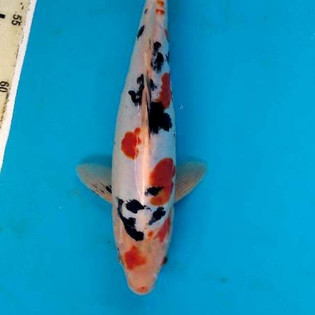 Sanke 28cm