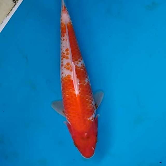 Kohaku 30cm