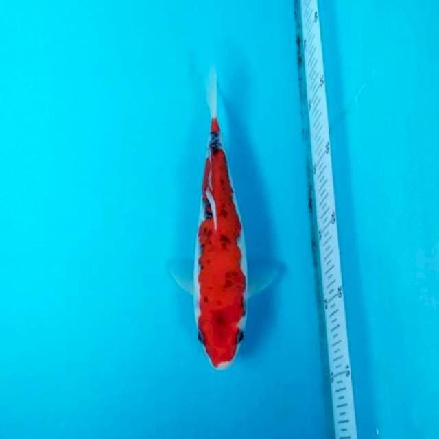 RED GOSHIKI 22 CM
