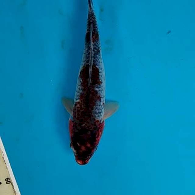 Ochiba 30cm