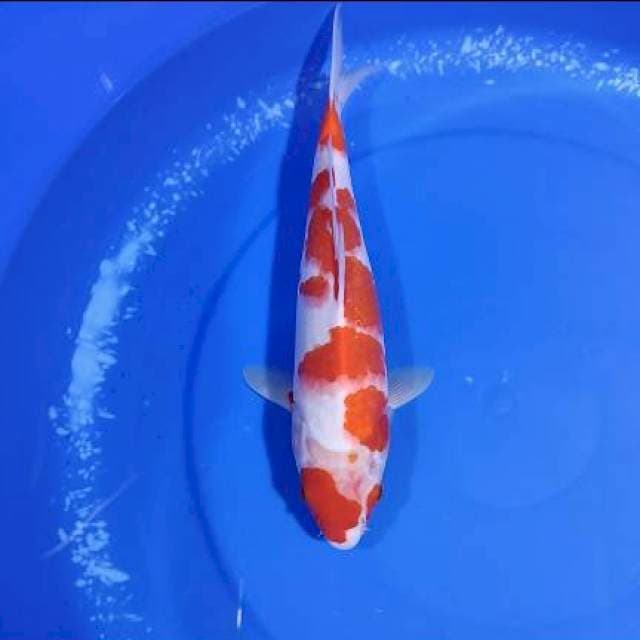 Kohaku