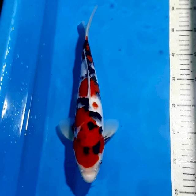 SANKE BLACK STRONG 32 CM